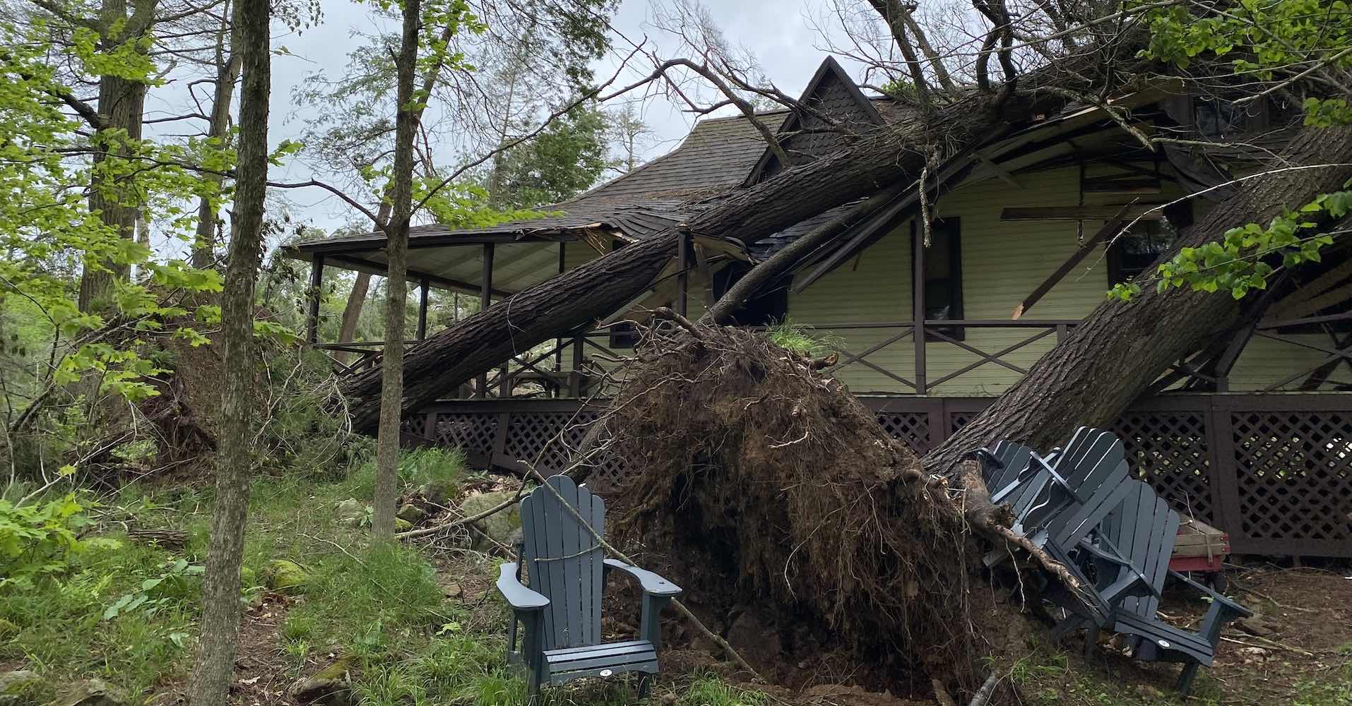 Brown Beattie Tree Impact 1