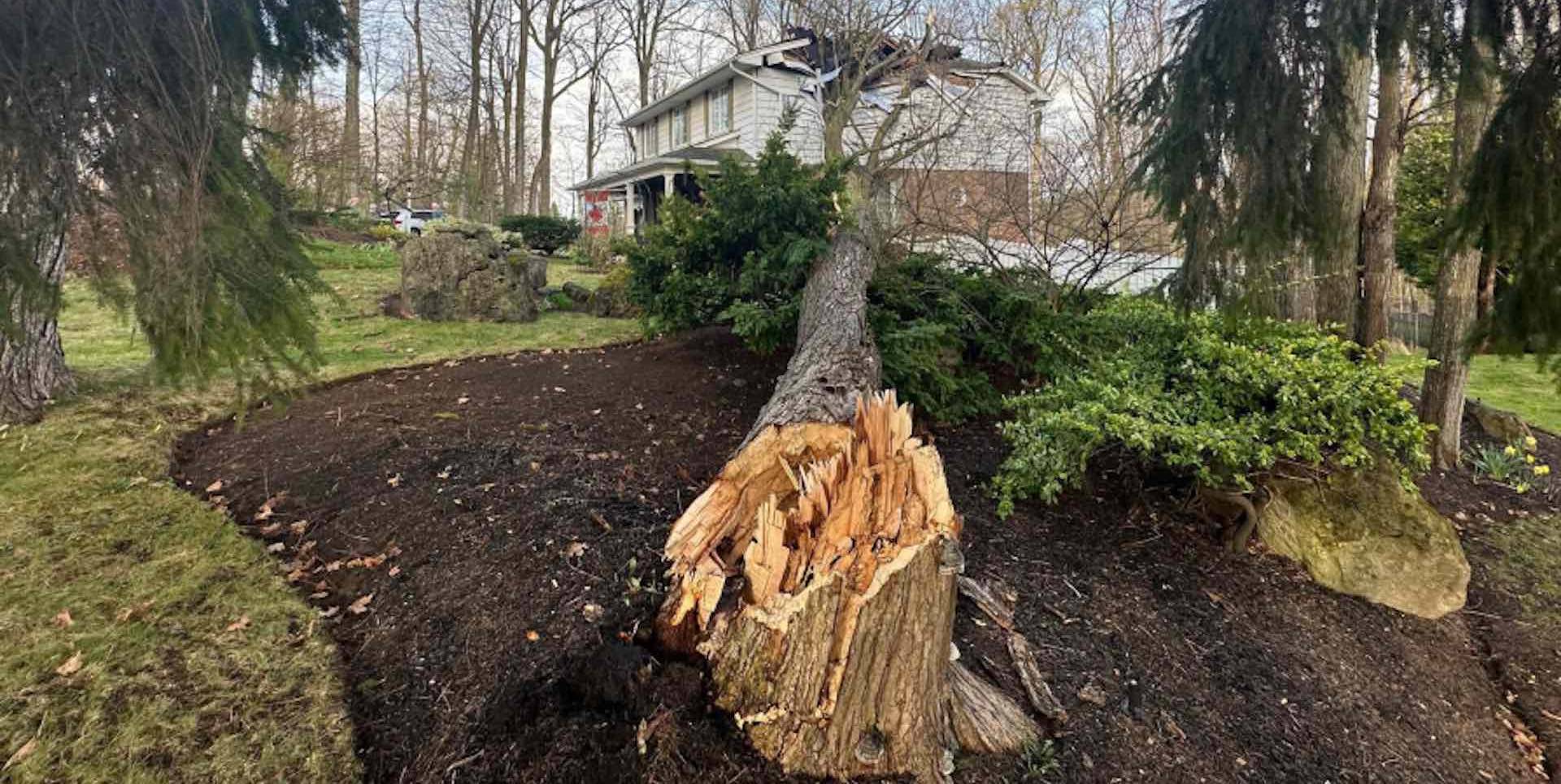 Brown Beattie Tree Impact 3